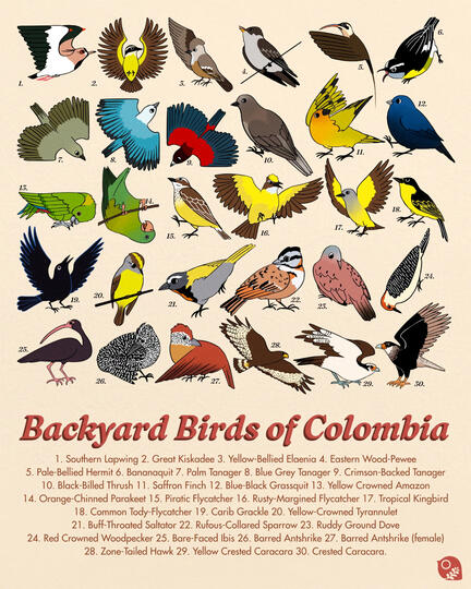 Backyard Birds of Colombia