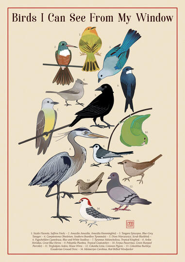 Birds I Can See From My Window